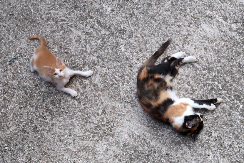 にゃあにゃあ子猫と日本語授業_f0234936_05333757.jpg