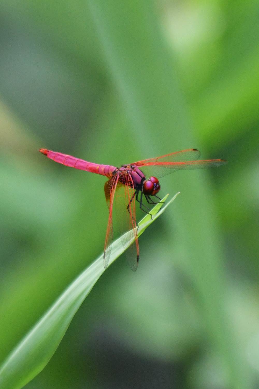 ベニトンボ 外来種 阪南カワセミ 野鳥と自然の物語 日本の蝶 蝶と自然の物語