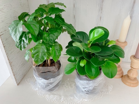 観葉植物・私の植え替えの様子*_f0348775_11113328.jpeg