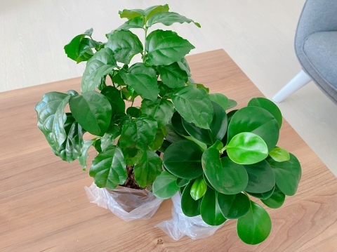 観葉植物・私の植え替えの様子*_f0348775_11374062.jpeg
