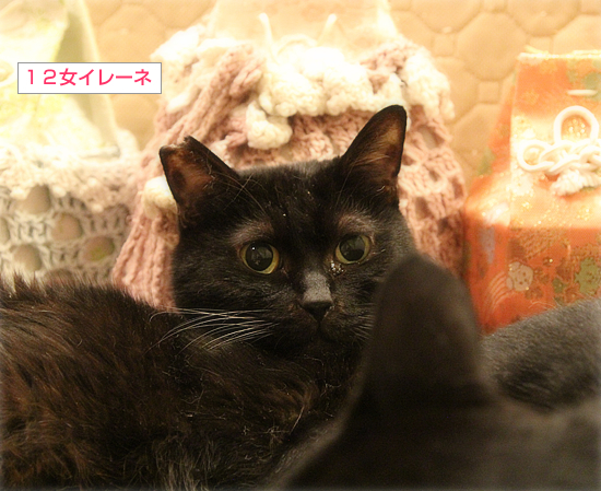 生きてる子も、眠った子も_a0389088_12565661.jpg
