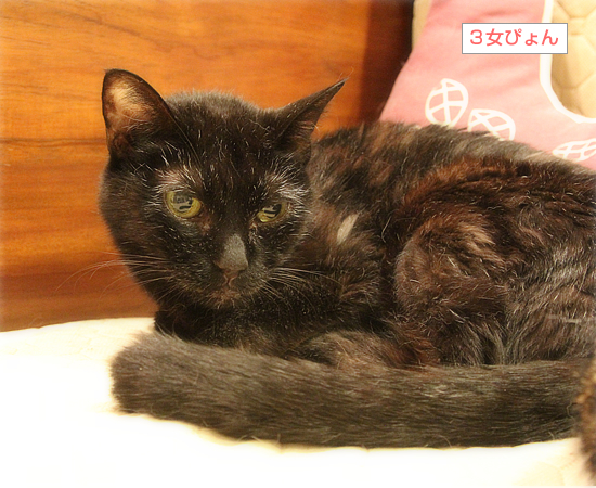 生きてる子も、眠った子も_a0389088_12565726.jpg