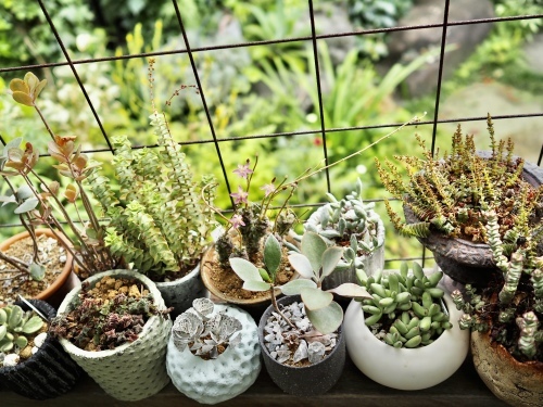 アナカンプセロスなどの花が咲いた♪ : daisy＆bee の多肉でガーデニング