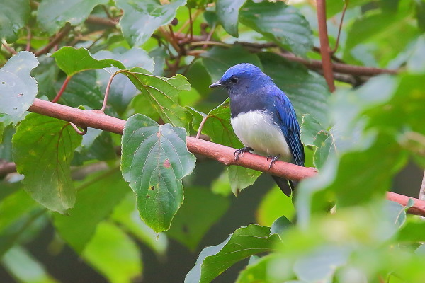 ミズキの実を食べに来たオオルリ オスの成鳥_e0413627_11431083.jpg