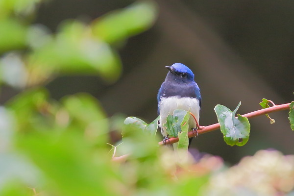 ミズキの実を食べに来たオオルリ オスの成鳥_e0413627_11432482.jpg