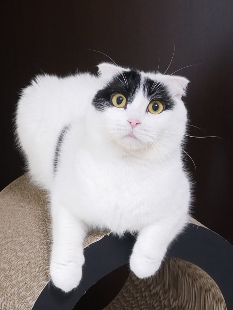 猫のお留守番 ミーちゃん編。_a0143140_23470435.jpg