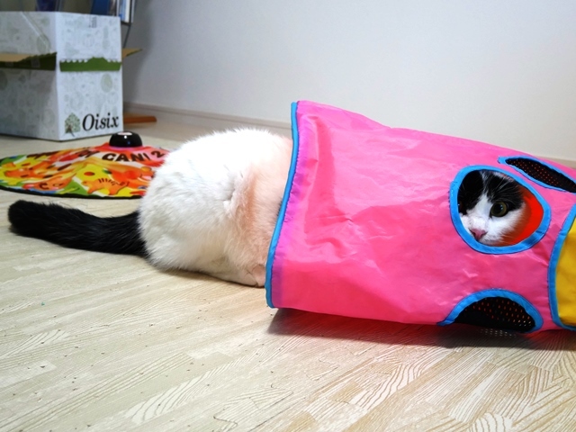 猫のお留守番 ミーちゃん編。_a0143140_23501663.jpg