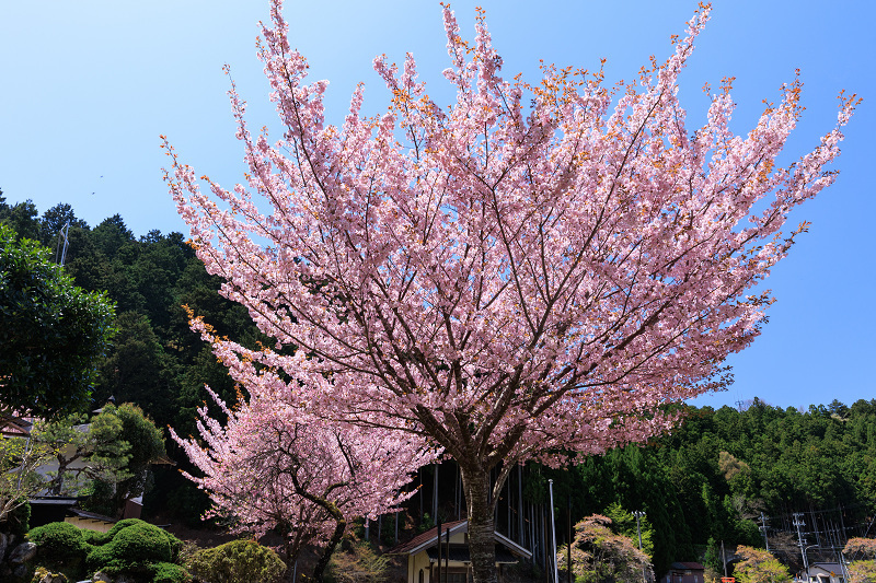 2022桜咲く京都　京北の桜　黒田・常燈寺と久多の桜_f0155048_20465860.jpg