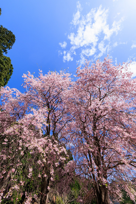 2022桜咲く京都　京北の桜　黒田・常燈寺と久多の桜_f0155048_20502771.jpg