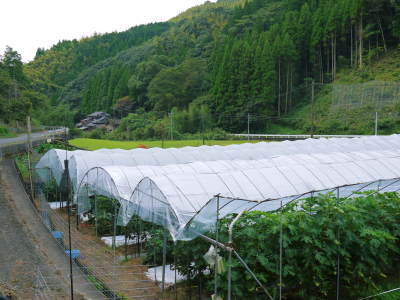 こだわりの『甘熟いちじく』大好評販売中!数量限定、完全予約制販売でご予約順にお届けします!_a0254656_18195030.jpg