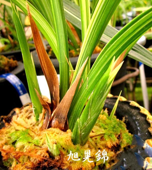 一茎多花の新芽が遅い　　　　　　　　　　No.2220_d0103457_11371364.jpg
