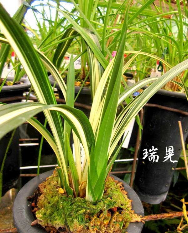 一茎多花の新芽が遅い　　　　　　　　　　No.2220_d0103457_11371961.jpg