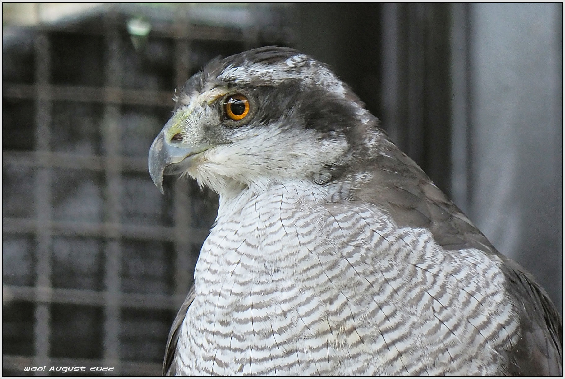 オオタカとクマタカの目 野鳥の素顔 野鳥と日々の出来事