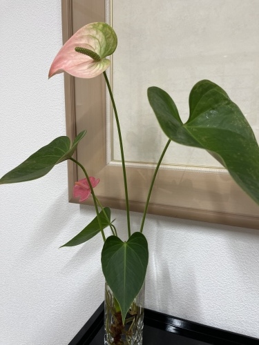 すっきりしない毎日_f0347891_00555902.jpeg