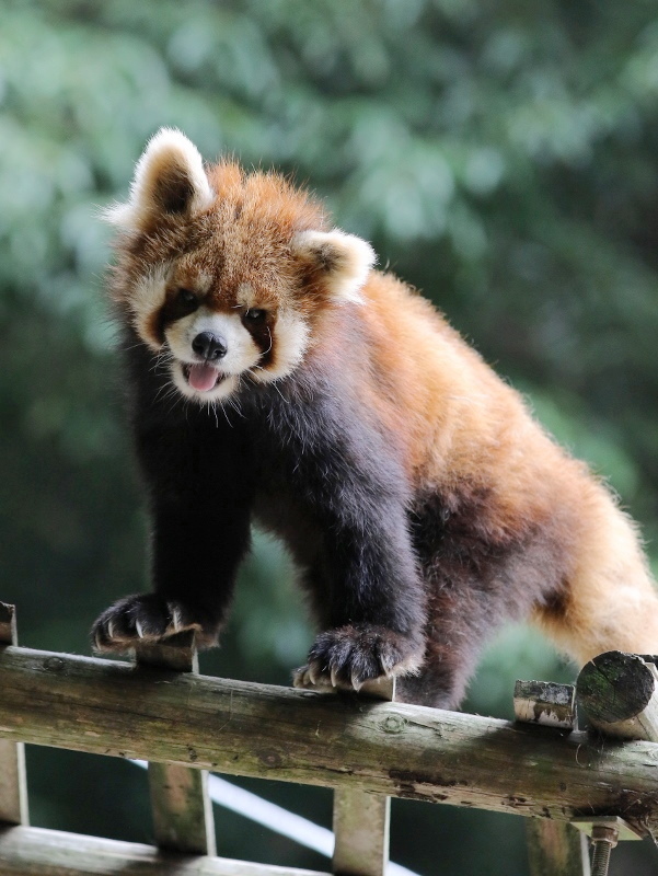 6月真夏日の池田動物園 : レサパン日和