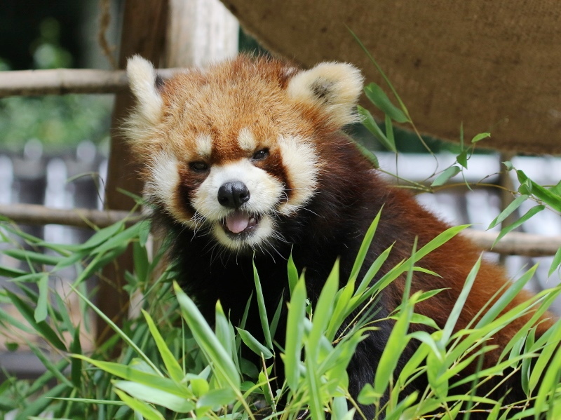 6月真夏日の池田動物園 : レサパン日和