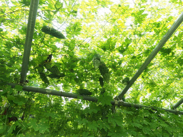 寒山方面と畑_c0116915_00071802.jpg