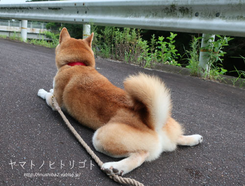 最近食べたもの【立秋】①_e0394031_07334332.jpg
