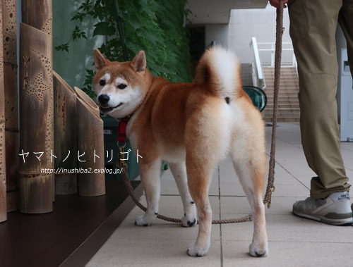 最近食べたもの【立秋】①_e0394031_07334564.jpg