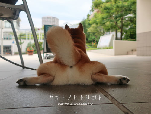 最近食べたもの【立秋】①_e0394031_07334750.jpg