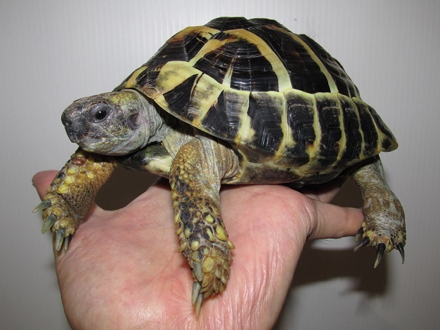 ピンチ!カマキリ先生!_b0174337_00025657.jpg