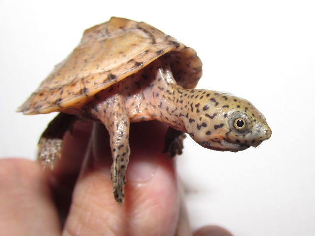 ピンチ!カマキリ先生!_b0174337_00041372.jpg