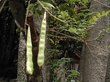 夏の藤…_b0368362_12110814.jpg