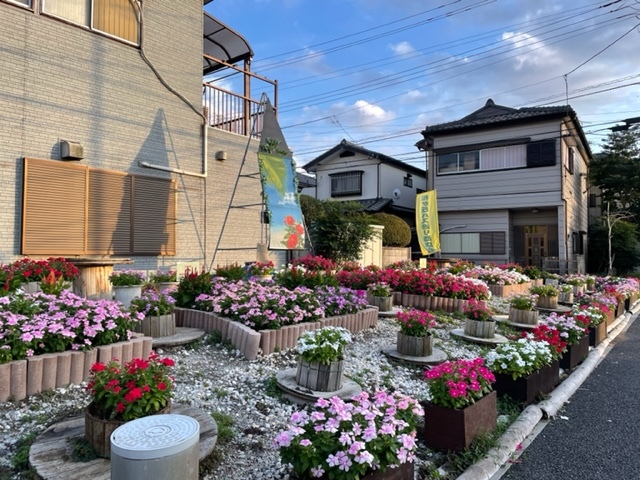 ニチニチソウが花盛り！_f0000928_18560355.jpg