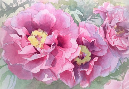 牡丹の花 : 大島裕子水彩画ブログ