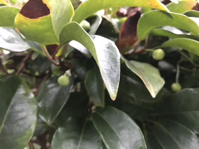 レジ袋に見る国民性_d0101846_06114693.jpeg