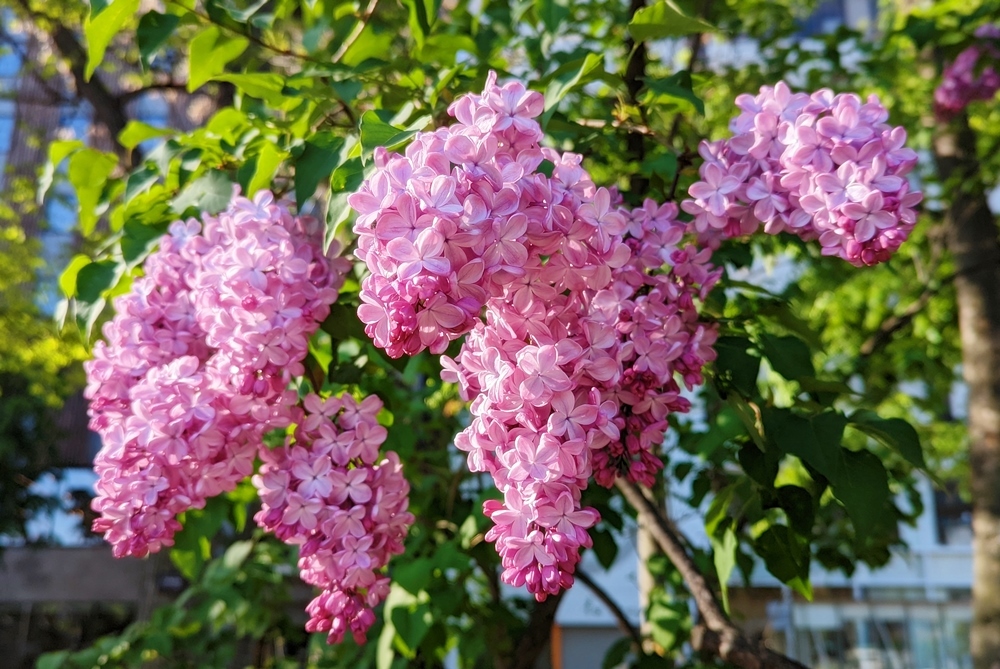 営業所訪問 5月_d0039059_14195148.jpg