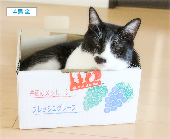 ぶどう猫_a0389088_06125502.jpg
