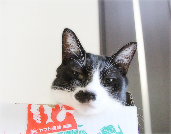 ぶどう猫_a0389088_06125524.jpg