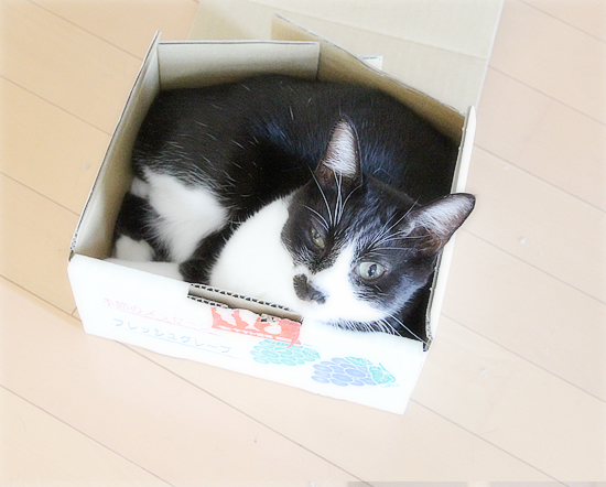 ぶどう猫_a0389088_06125529.jpg