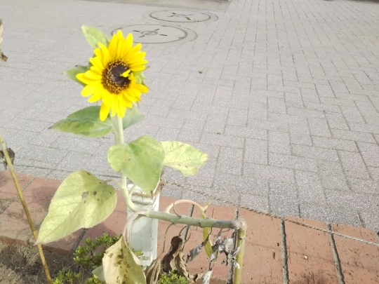向日葵(ひまわり)のごあいさつ_f0334619_13510579.jpg