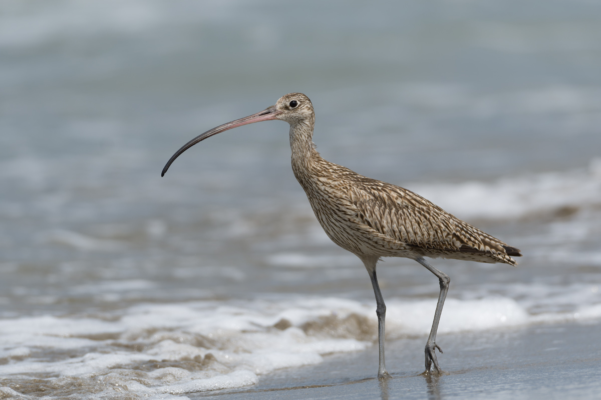 ホウロクシギ 鳥・撮り・トリミング