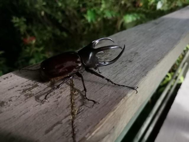 ボルネオ島で食べる虫_a0132757_15364944.jpg