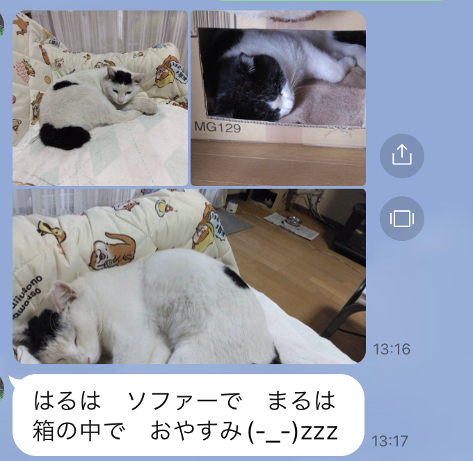 野良猫親子と母のツンデレ日記8月_a0136671_01020192.jpeg