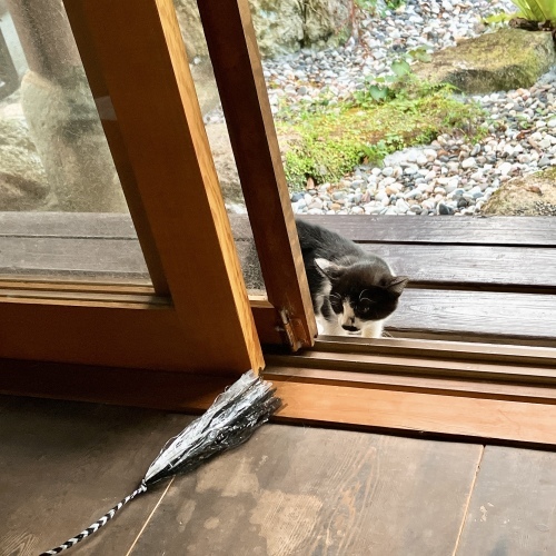 夏子、子にゃんこを猛追すの巻_f0054677_08191110.jpg
