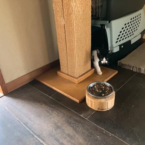夏子、子にゃんこを猛追すの巻_f0054677_08195818.jpg