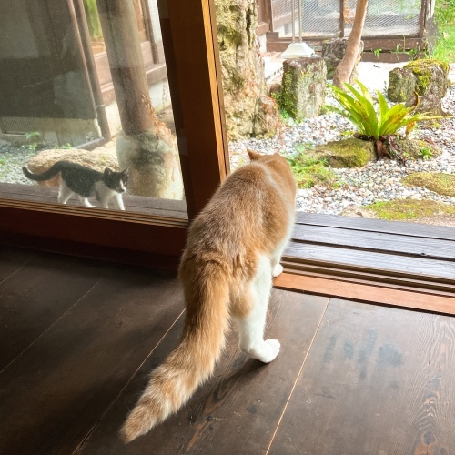 夏子、子にゃんこを猛追すの巻_f0054677_08200933.jpg