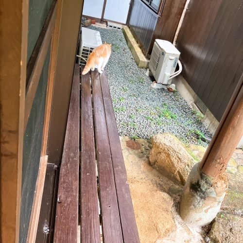 夏子、子にゃんこを猛追すの巻_f0054677_08204714.jpg