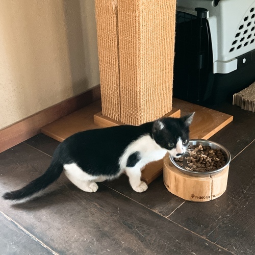 夏子、子にゃんこを猛追すの巻_f0054677_08364223.jpg