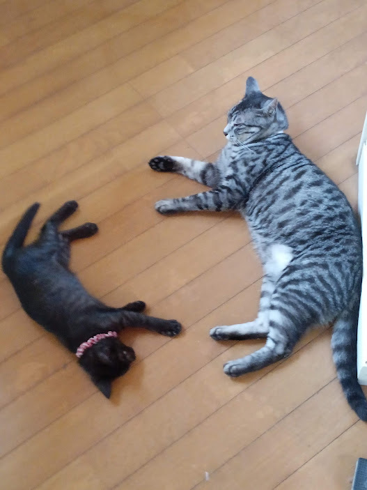 今日は猫_b0331802_19181960.jpg