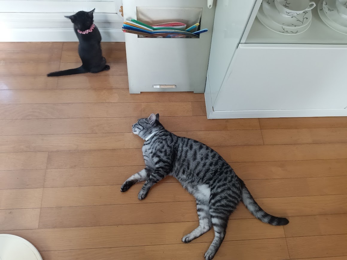 今日は猫_b0331802_19182395.jpg
