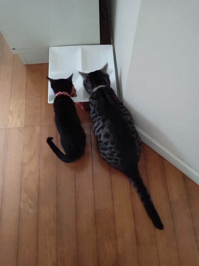 今日は猫_b0331802_19193997.jpg