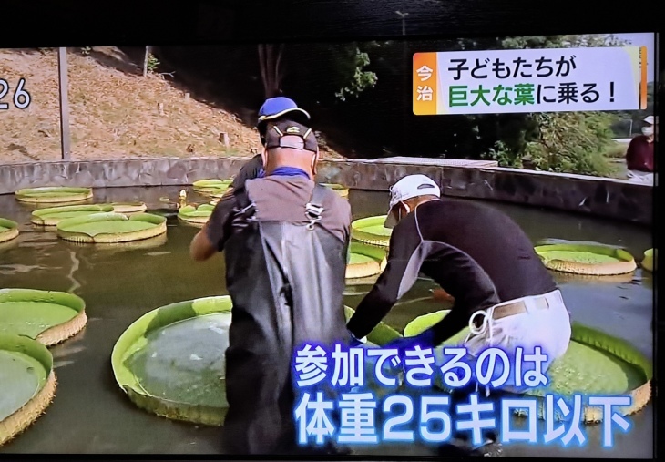 今治市 市民の森のオオオニバス葉の上に乗る 試乗会 22 8 30 徳ちゃん便り