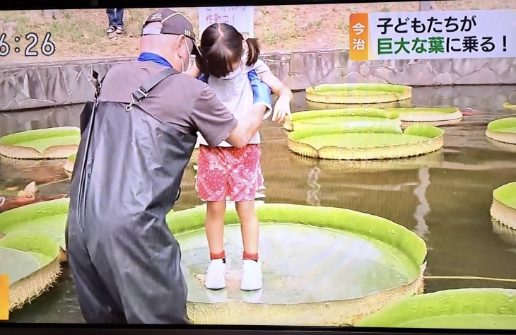 今治市 市民の森のオオオニバス葉の上に乗る 試乗会 22 8 30 徳ちゃん便り