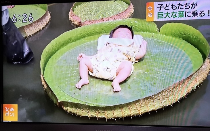 今治市 市民の森のオオオニバス葉の上に乗る 試乗会 22 8 30 徳ちゃん便り