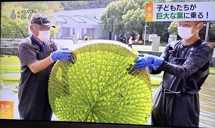 今治市 市民の森のオオオニバス葉の上に乗る 試乗会 22 8 30 徳ちゃん便り